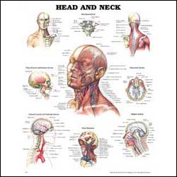 Head and Neck Chart