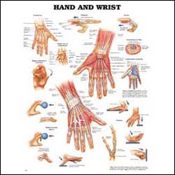 Hand & Wrist